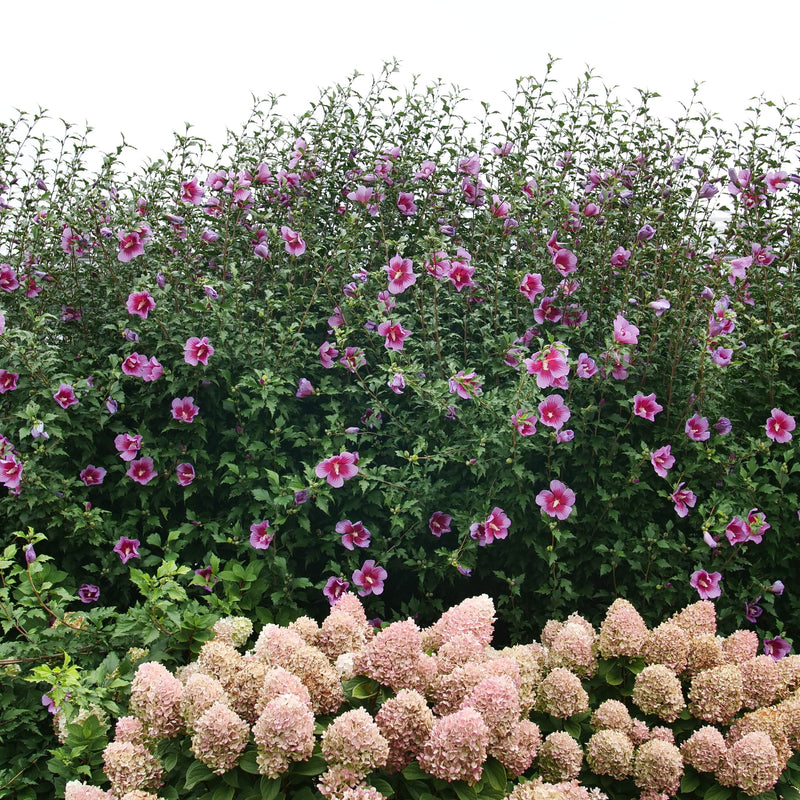 Purple Pillar Purple Pillar Rose of Sharon in use.