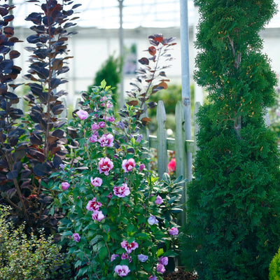 Purple Pillar Rose of Sharon in use.