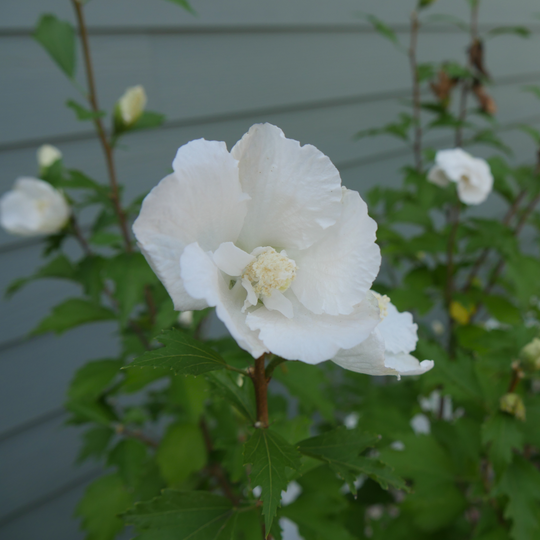 White Pillar® Rose of Sharon (Hibiscus syriacus)