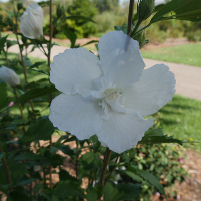 White Pillar Rose of Sharon up close.