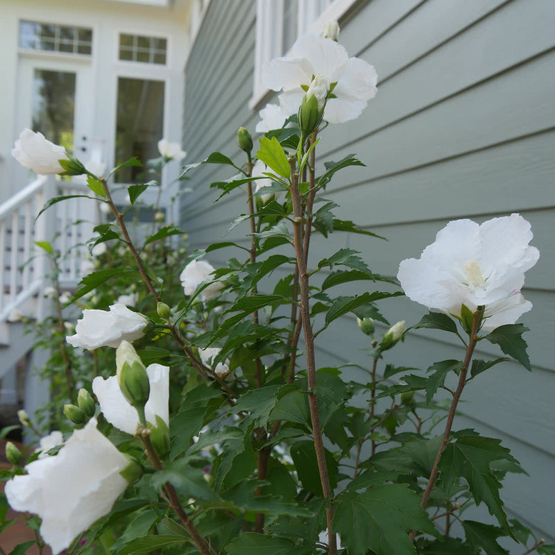 White Pillar White Pillar Rose of Sharon in focus.