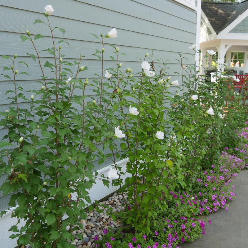 White Pillar Rose of Sharon in use.