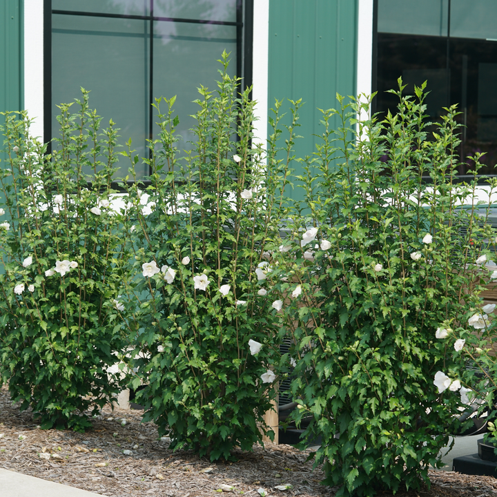 White Pillar® Rose of Sharon (Hibiscus syriacus)