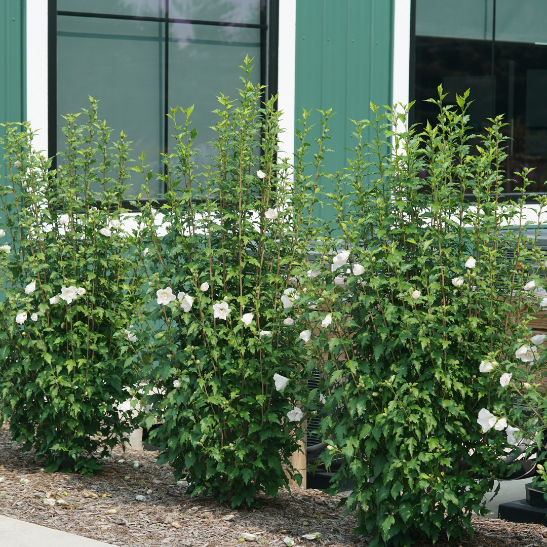 dwarf double white hibiscus potted plant Rose of Sharon | White Pillar®