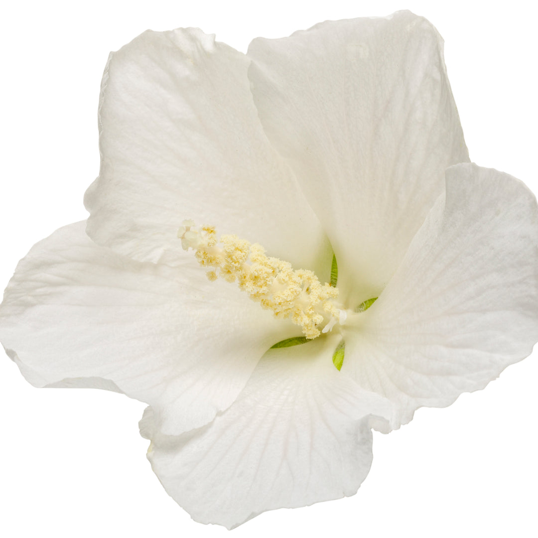 White Pillar® Rose of Sharon (Hibiscus syriacus)