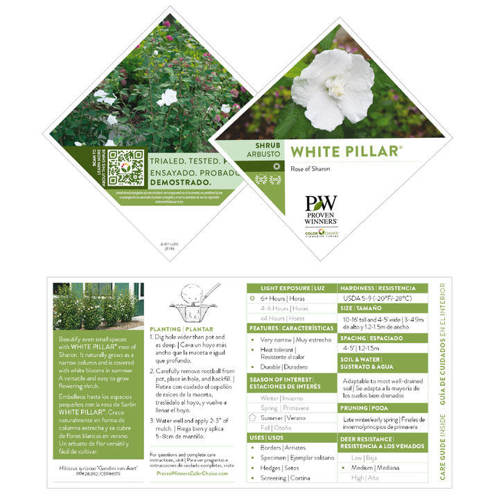 White Pillar® Rose of Sharon (Hibiscus syriacus)