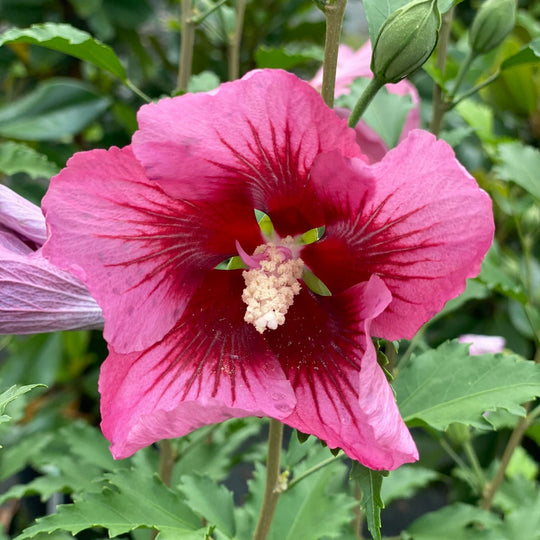 Red Pillar® Rose of Sharon (Hibiscus syriacus)