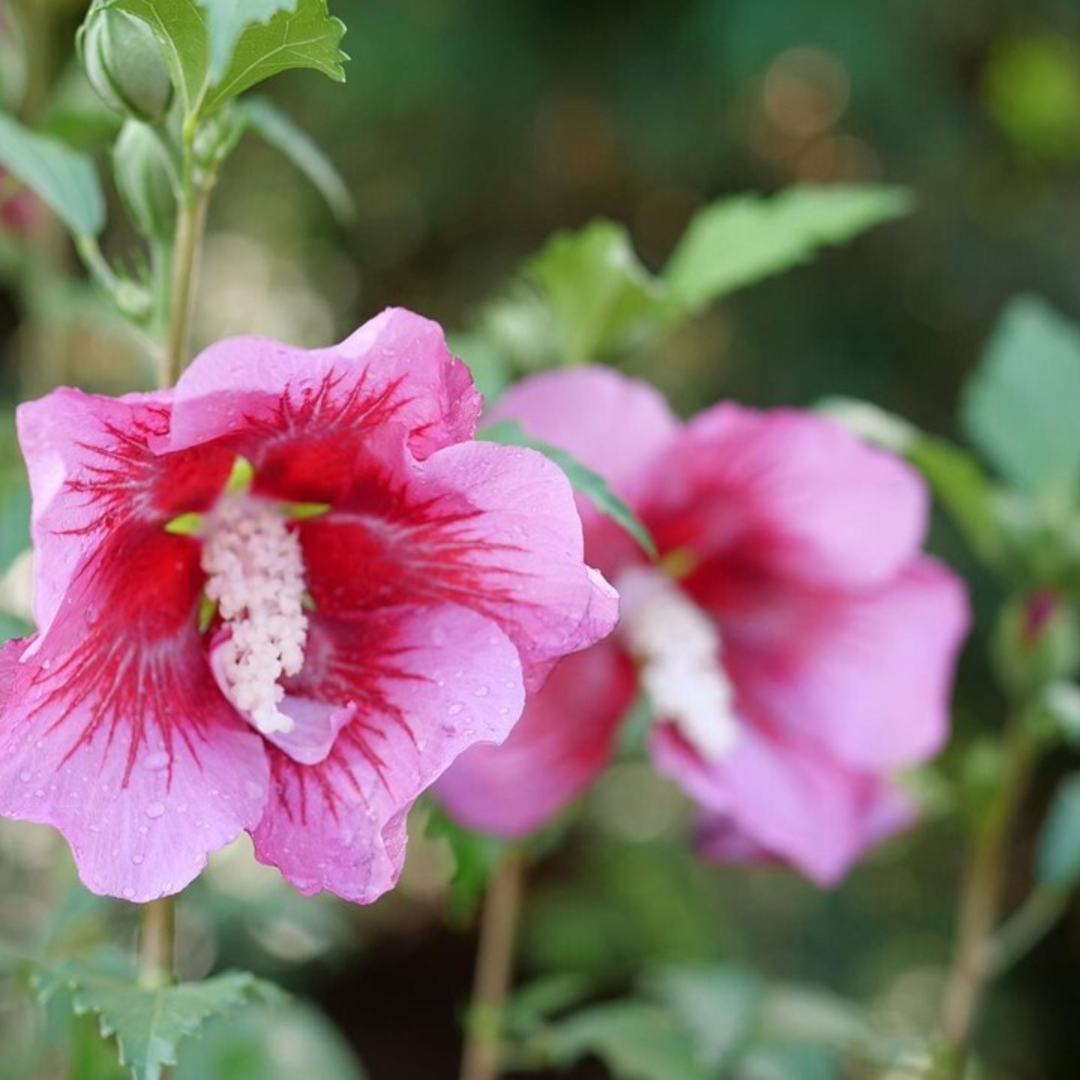 Red Pillar® Rose of Sharon (Hibiscus syriacus)