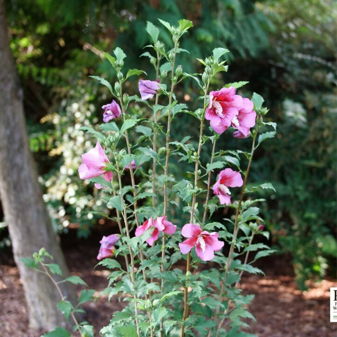 Red Pillar® Rose of Sharon (Hibiscus syriacus)