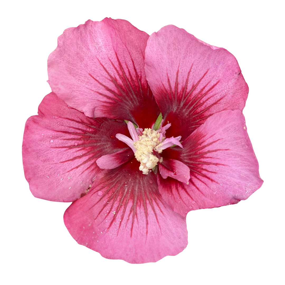 Red Pillar® Rose of Sharon (Hibiscus syriacus)