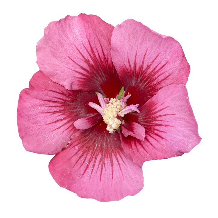 Red Pillar® Rose of Sharon (Hibiscus syriacus)