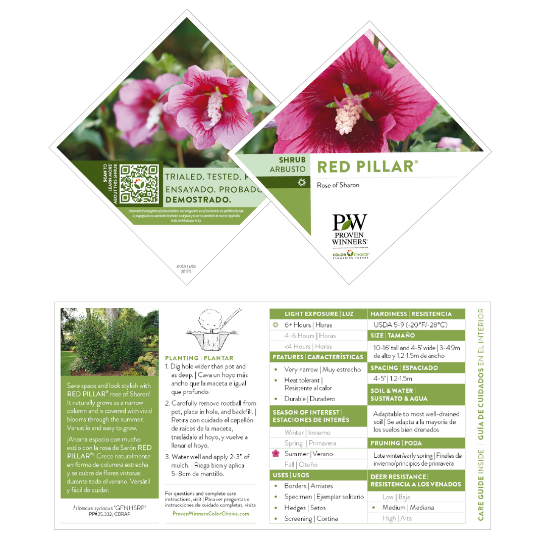 Red Pillar® Rose of Sharon (Hibiscus syriacus)