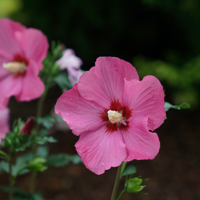 Paraplu Rouge Paraplu Rouge Rose of Sharon up close.