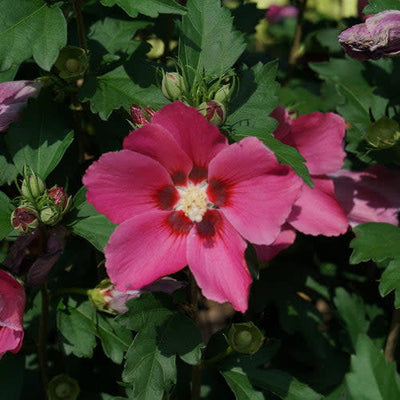 Paraplu Rouge Rose of Sharon up close.