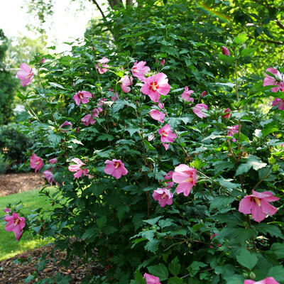 Paraplu Rouge Paraplu Rouge Rose of Sharon in use.