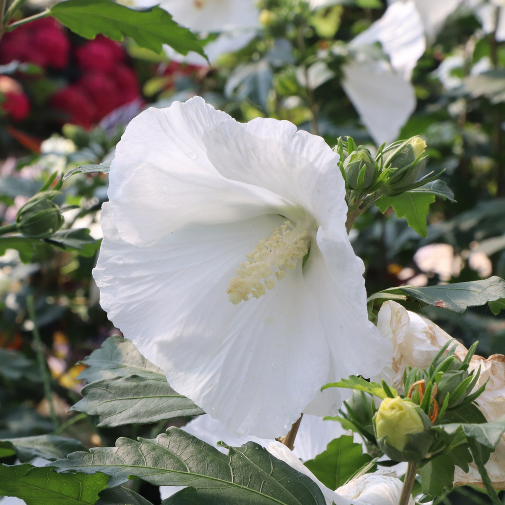 Rose of Sharon | Paraplu® Pure White | Proven Winners® Shrubs