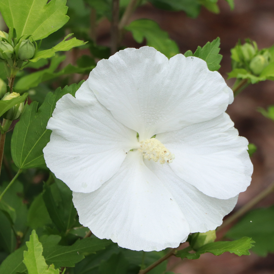 Paraplu® Pure White Rose of Sharon (Hibiscus syriacus) | Proven Winners® New Variety 2026