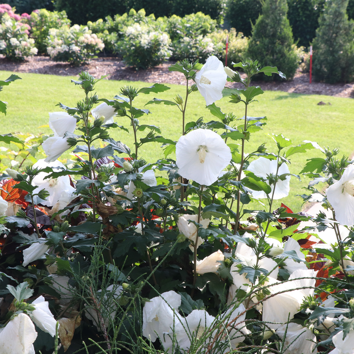 Paraplu Pure White Paraplu Pure White Rose of Sharon in use.