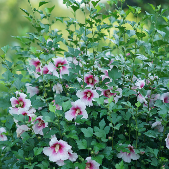 Paraplu Pink Ink® Rose of Sharon (Hibiscus syriacus)