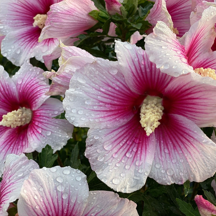Rose of Sharon | Paraplu Pink Ink® | Proven Winners® Shrubs