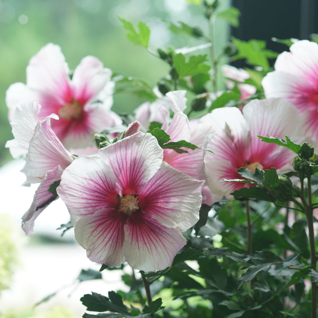 Rose of Sharon | Paraplu Pink Ink® | Proven Winners® Shrubs