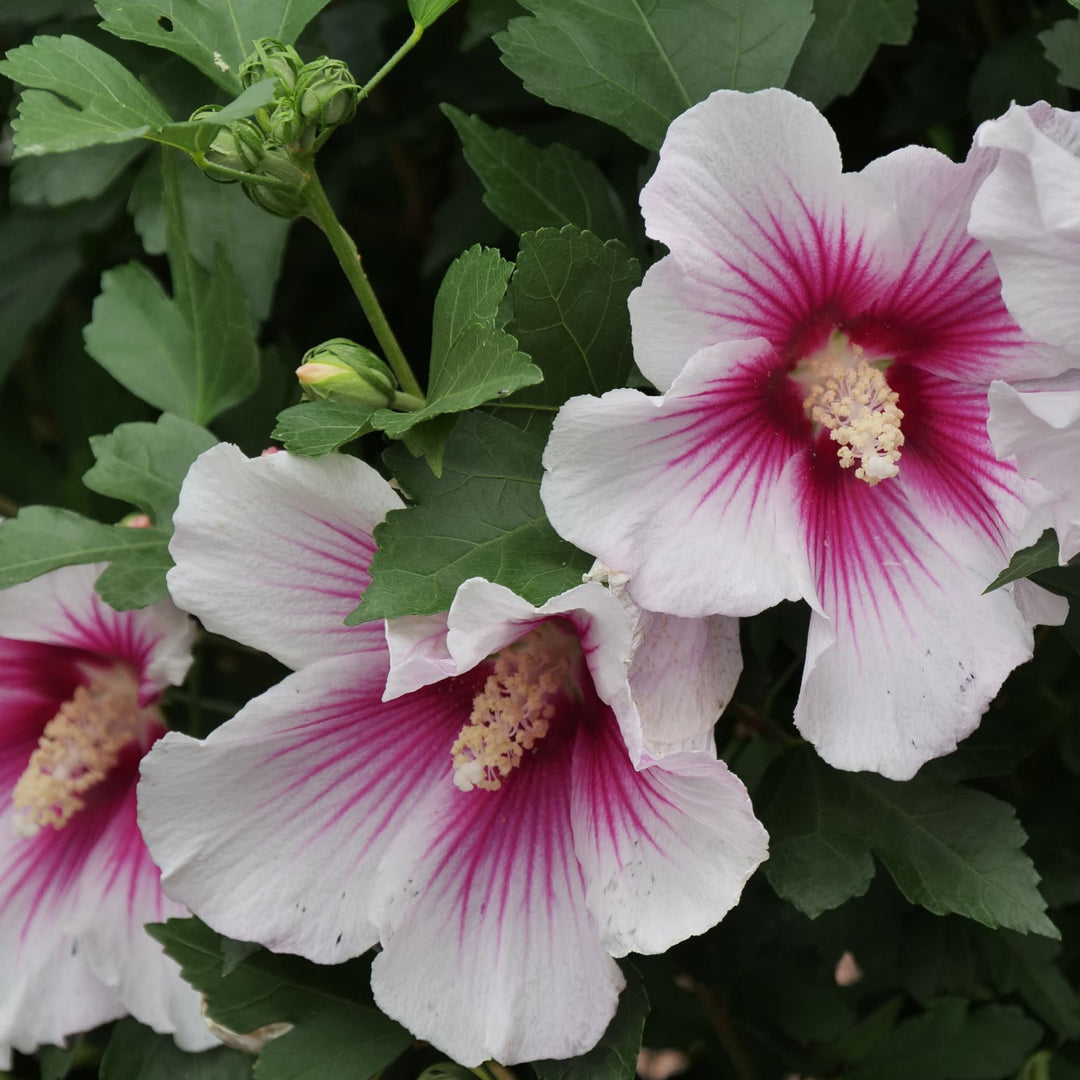 Paraplu Pink Ink® Rose of Sharon (Hibiscus syriacus)