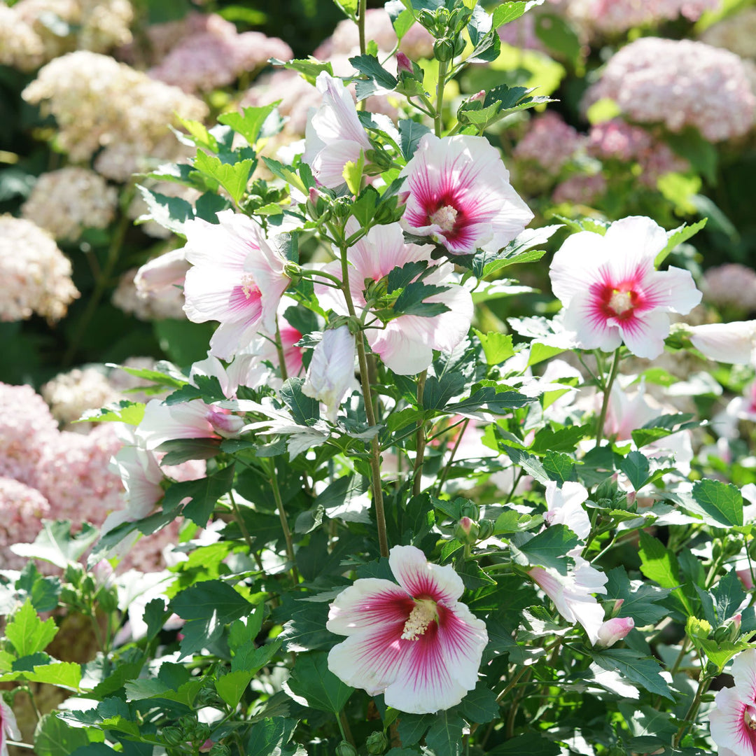 Paraplu Pink Ink® Rose of Sharon (Hibiscus syriacus)