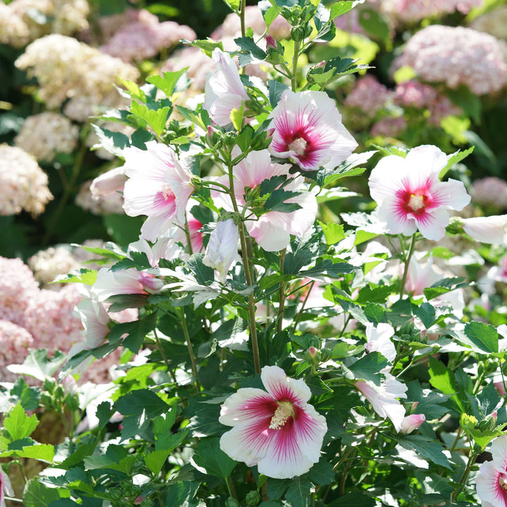 Paraplu Pink Ink® Rose of Sharon (Hibiscus syriacus)