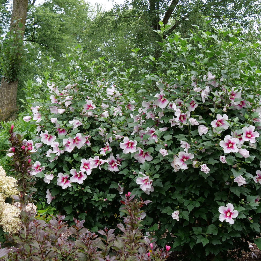 Paraplu Pink Ink® Rose of Sharon (Hibiscus syriacus)