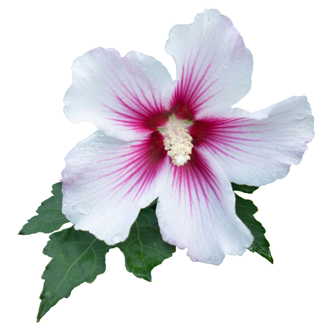 Paraplu Pink Ink® Rose of Sharon (Hibiscus syriacus)