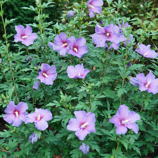 Paraplu Violet® Rose of Sharon (Hibiscus x)
