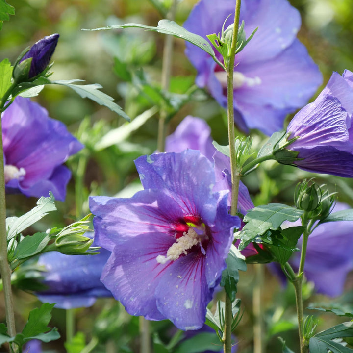 Paraplu Violet® Rose of Sharon (Hibiscus x)