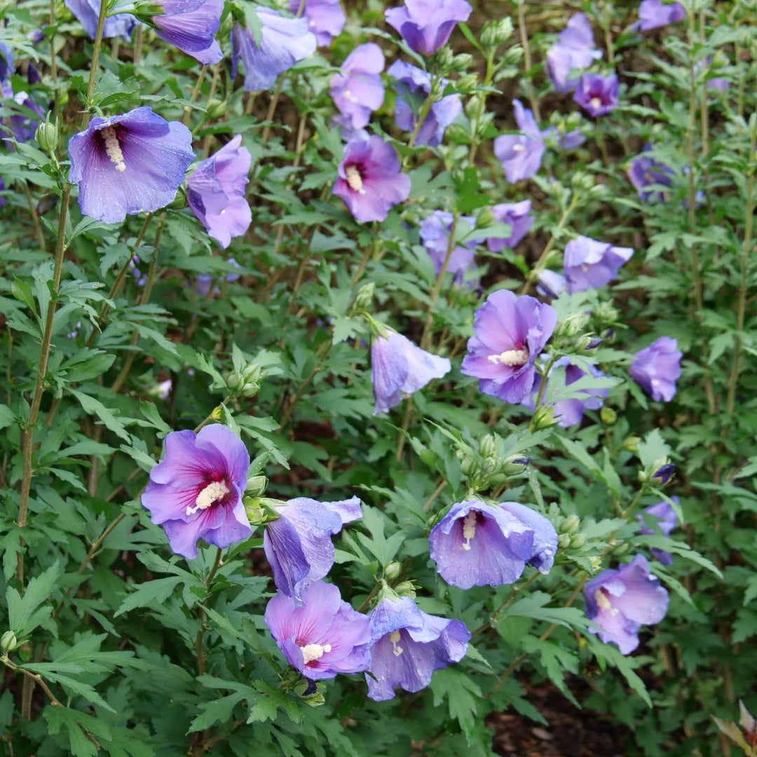 Paraplu Violet® Rose of Sharon (Hibiscus x)