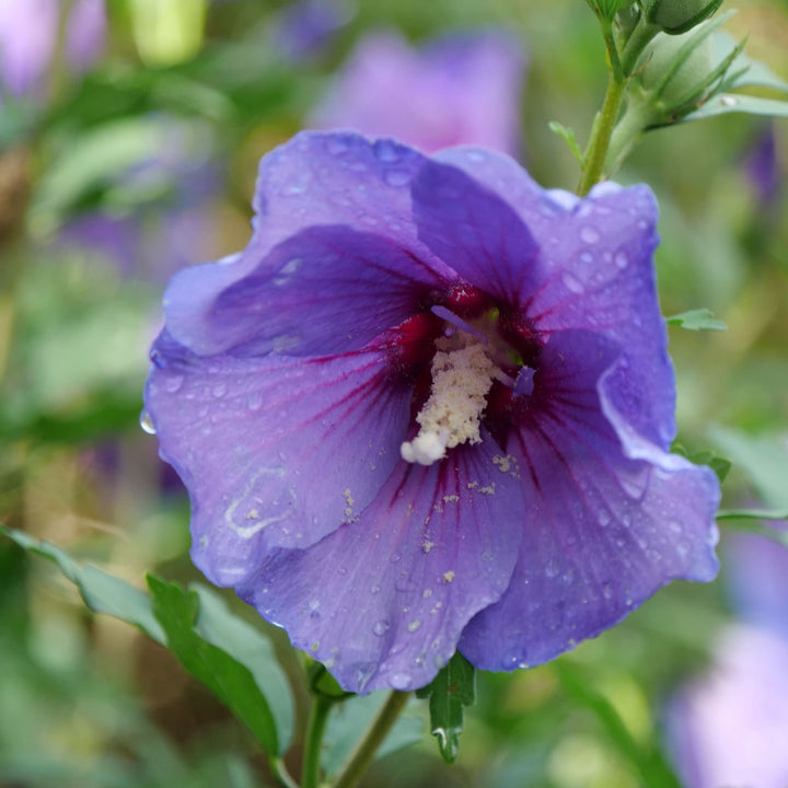 Paraplu Violet® Rose of Sharon (Hibiscus x)