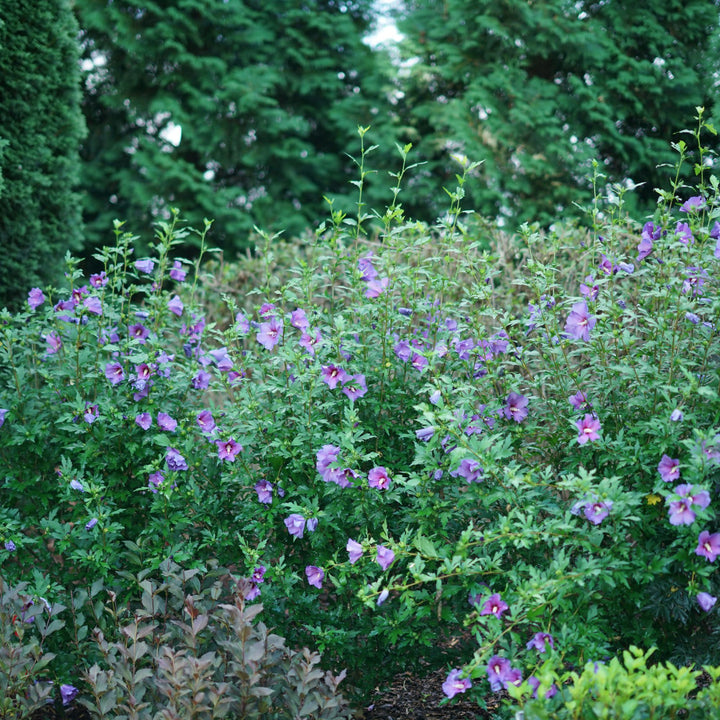 Paraplu Violet® Rose of Sharon (Hibiscus x)