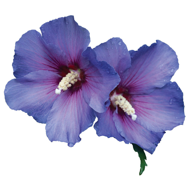 Paraplu Violet® Rose of Sharon (Hibiscus x)