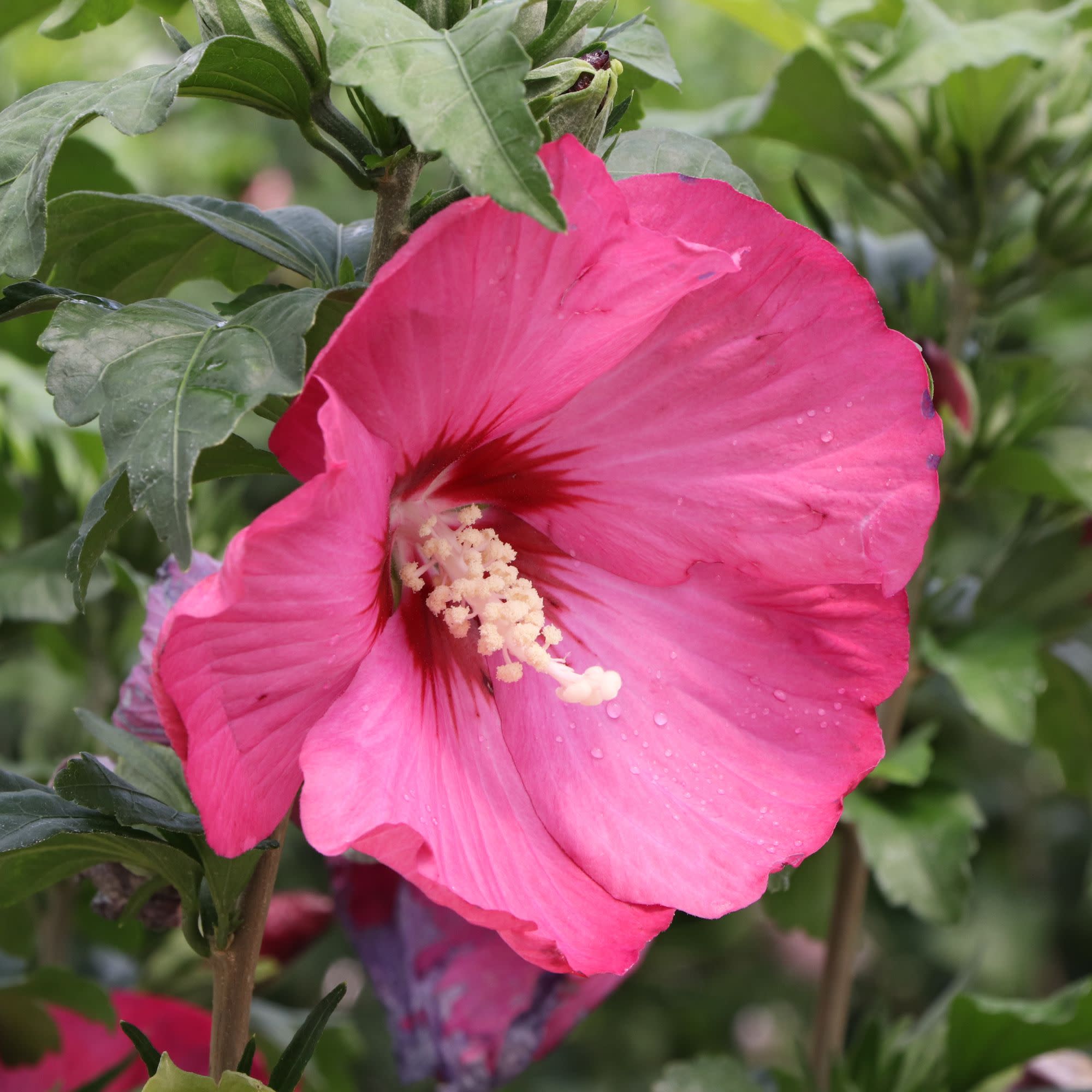 Rose of Sharon | Paraplu® Red | Proven Winners® Shrubs – Proven