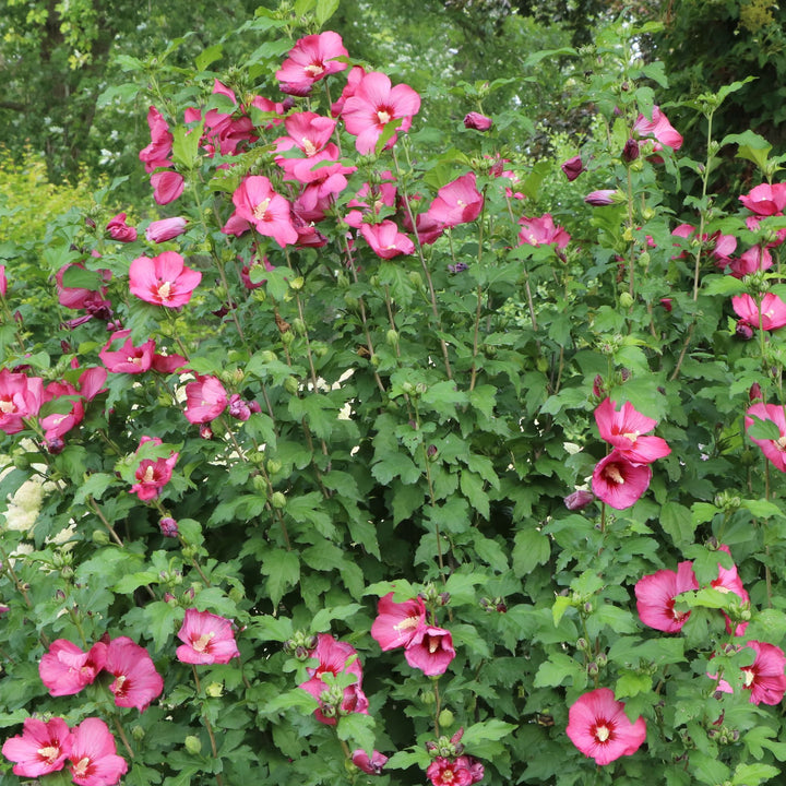 Paraplu® Red Rose of Sharon (Hibiscus syriacus) | Proven Winners® New Variety 2027
