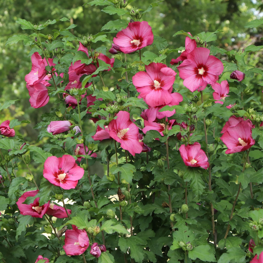 Paraplu® Red Rose of Sharon (Hibiscus syriacus) | Proven Winners® New Variety 2027