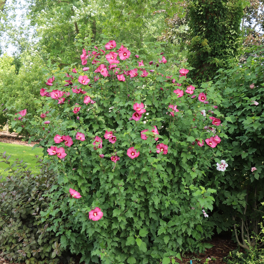 Paraplu® Red Rose of Sharon (Hibiscus syriacus) | Proven Winners® New Variety 2027