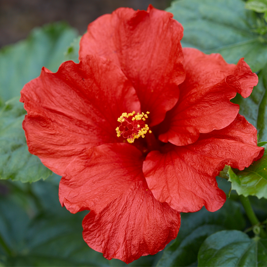 Hollywood Hibiscus® First to Arrive™ Tropical Hibiscus (Hibiscus rosa-sinensis)