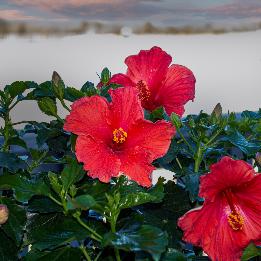 Hollywood Hibiscus® First to Arrive™ Tropical Hibiscus (Hibiscus rosa-sinensis)