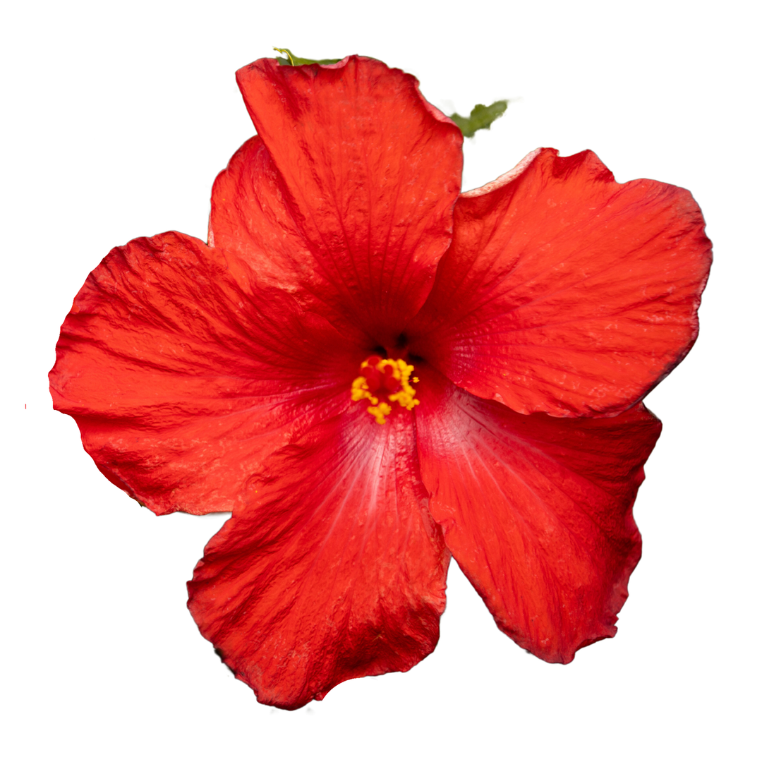 Hollywood Hibiscus® First to Arrive™ Tropical Hibiscus (Hibiscus rosa-sinensis)
