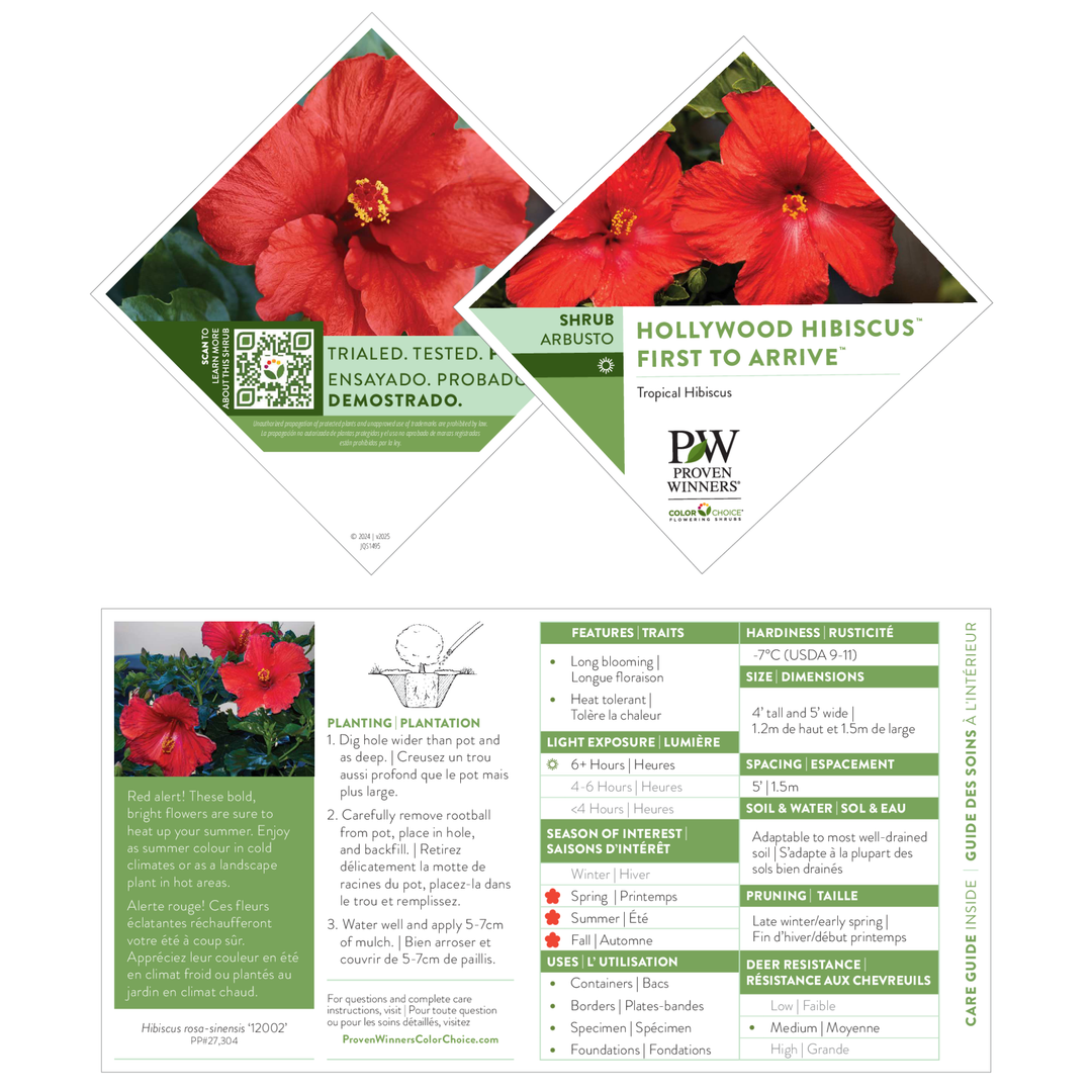 Hollywood Hibiscus® First to Arrive™ Tropical Hibiscus (Hibiscus rosa-sinensis)