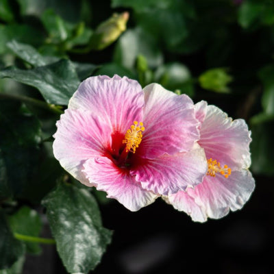 Hollywood Hibiscus™ America's Sweetheart™ Tropical Hibiscus (Hibiscus Rosa-sinensis)