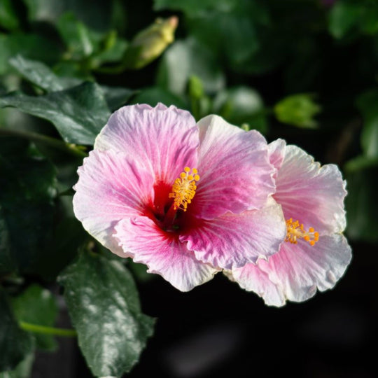 Hollywood Hibiscus™ America's Sweetheart™ Tropical Hibiscus (Hibiscus Rosa-sinensis)