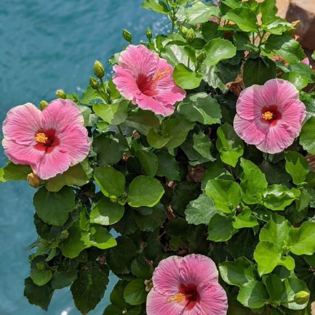 Hollywood Hibiscus® America&