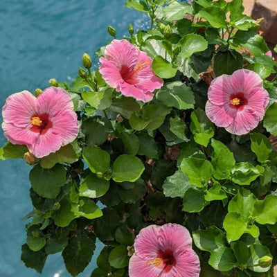 Hollywood Hibiscus™ America's Sweetheart™ Tropical Hibiscus (Hibiscus Rosa-sinensis)
