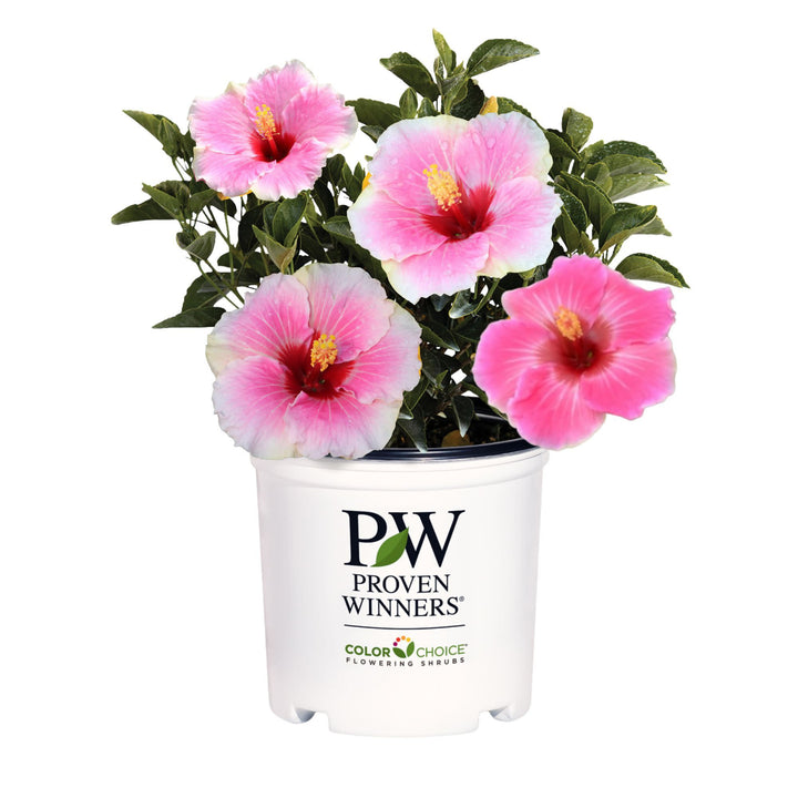 Hollywood Hibiscus® America&