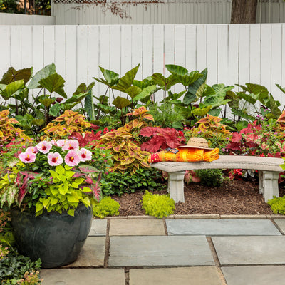 Hollywood Hibiscus™ America's Sweetheart™ Tropical Hibiscus (Hibiscus Rosa-sinensis)